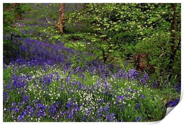 Woodland Wildflowers in Spring Print by Martyn Arnold
