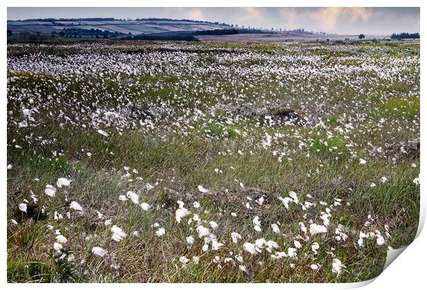 Moorland Cottongrass  Print by Martyn Arnold