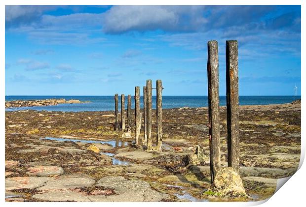 Old Groins on St. Mary's Island Print by Martyn Arnold