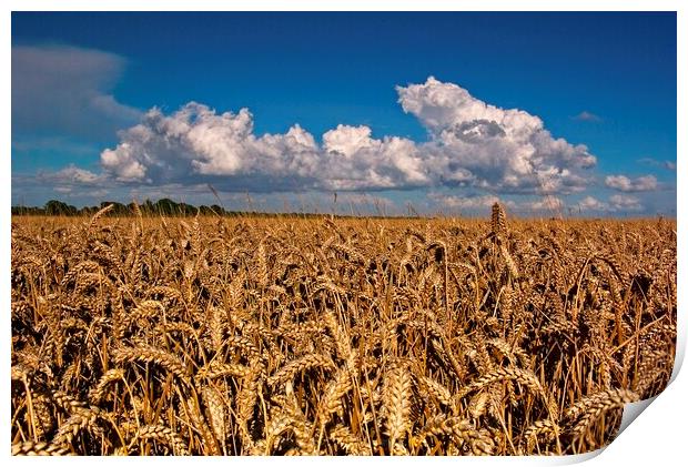 Fields of Golden Corn Print by Martyn Arnold