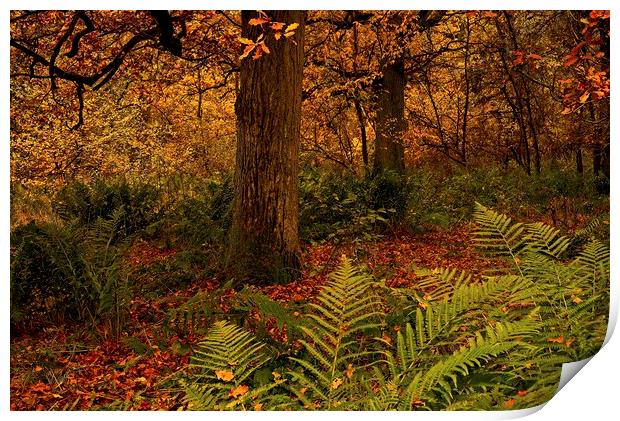 Autumn Trees Print by Martyn Arnold
