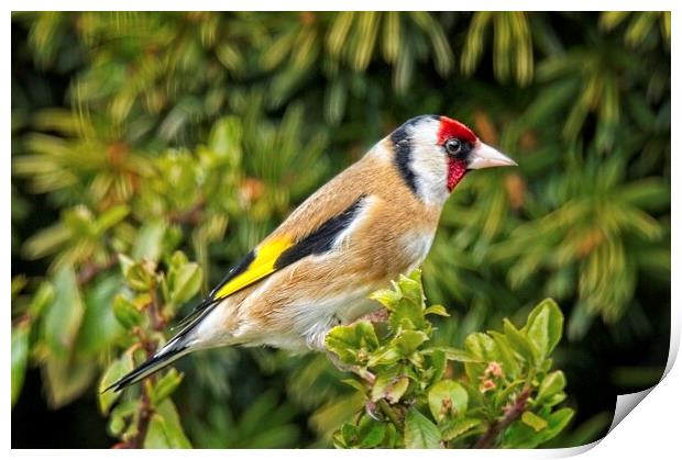 Goldfinch Garden Bird on a branch Print by Martyn Arnold
