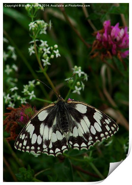 Marbled White Butterfly Print by Martyn Arnold