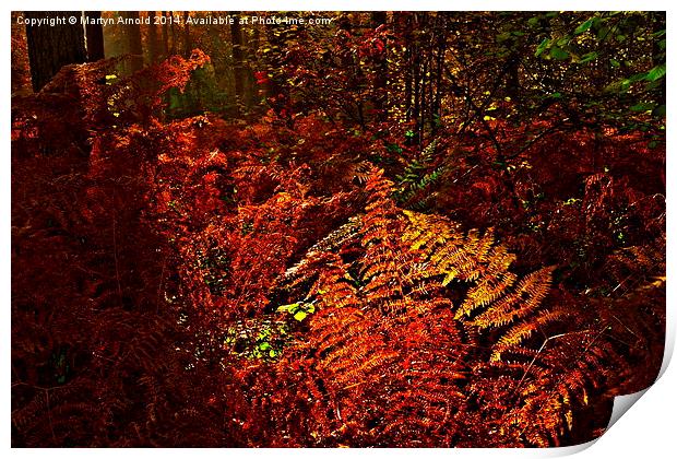 Autumn Woodland Sunset Print by Martyn Arnold
