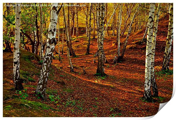  Silver Birch Woodland in Autumn Print by Martyn Arnold