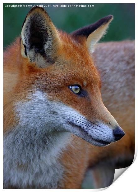 Fox Portrait Print by Martyn Arnold