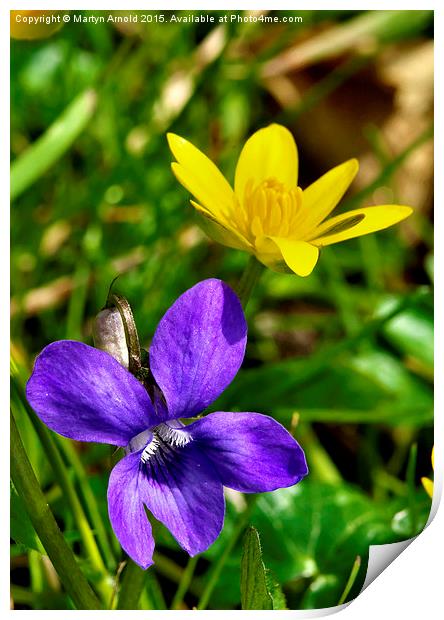  Wild Violet and Celandine - signs of Spring Print by Martyn Arnold
