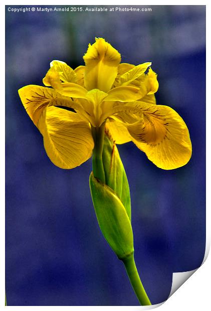  Yellow Iris Flower Print by Martyn Arnold