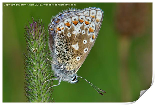  Common Blue Butterfly (Polyommatus icarus) Print by Martyn Arnold