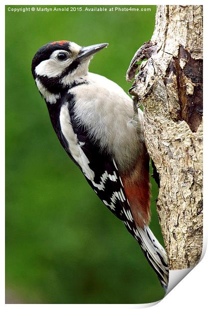 Greater Spotted Woodpecker Print by Martyn Arnold