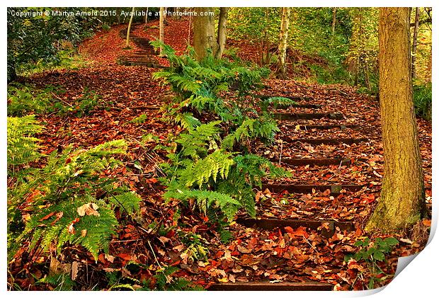Path Through a Durham Beech Wood Print by Martyn Arnold