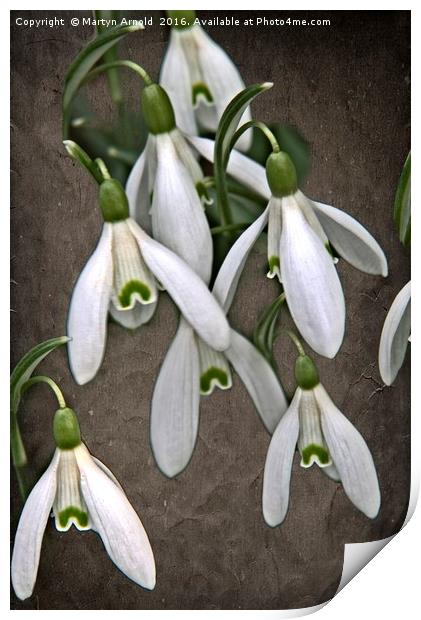 Snowdrop Canvas Print by Martyn Arnold