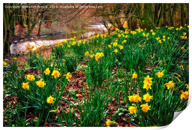 Riverside Daffodils (Narcissus) Print by Martyn Arnold