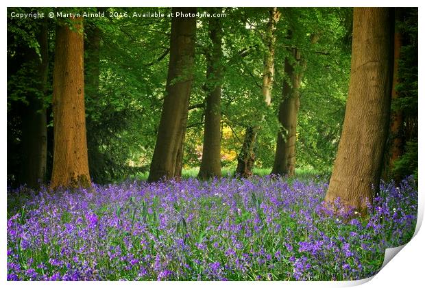 SPRING BLUEBELL WOOD AT THORP PERROW Print by Martyn Arnold