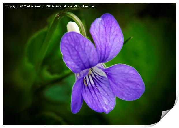 WILD VIOLET (Viola papilionacea) Print by Martyn Arnold