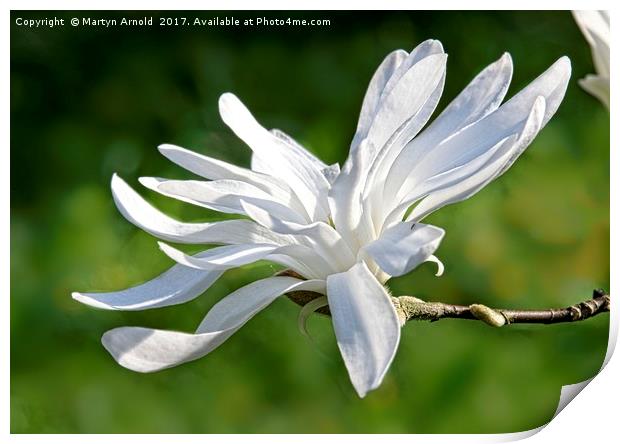 White Magnolia Flower Print by Martyn Arnold