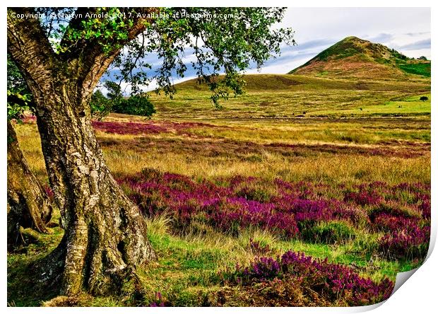 Heather on the North Yorkshire Moors Print by Martyn Arnold