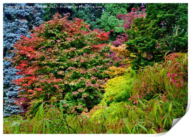 Autumn Colours at Thorp Perrow Print by Martyn Arnold
