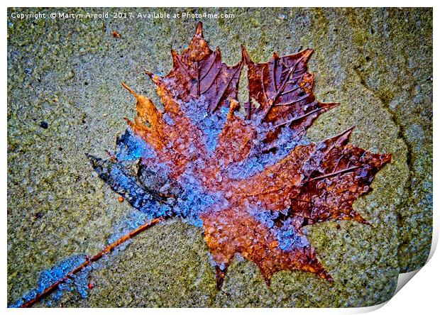 Frozen Leaf on Stone Print by Martyn Arnold