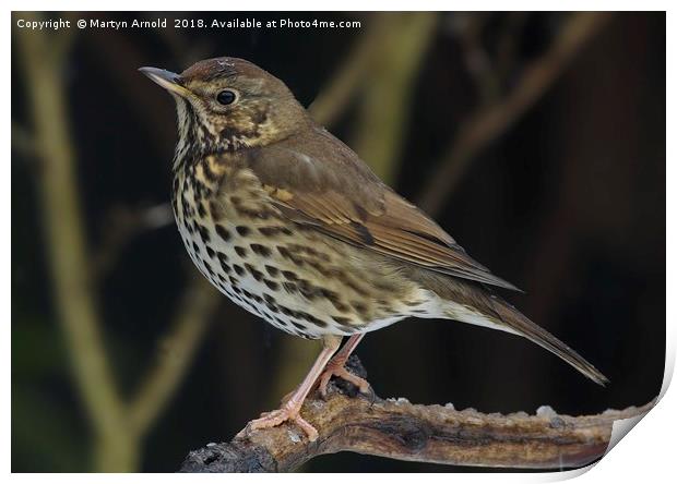 Song Thrush  (Turdus philomelos) Print by Martyn Arnold