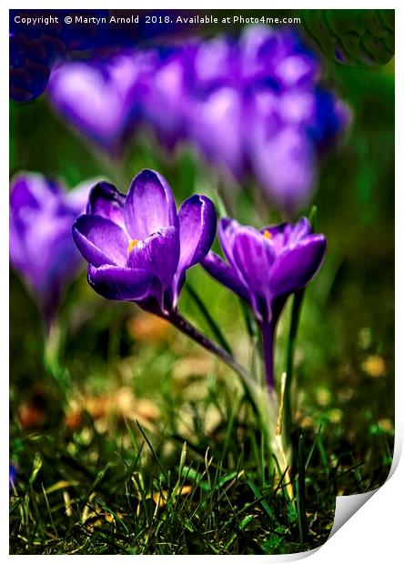 Spring Crocus Print by Martyn Arnold