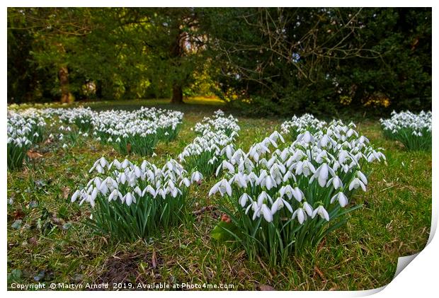 Snowdrops (Galanthus) at Thorp Perrow Print by Martyn Arnold