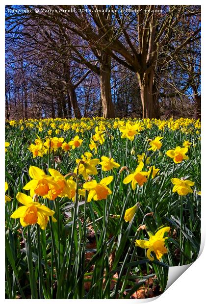 Spring Daffodils (Narcissus) Print by Martyn Arnold
