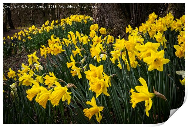 Spring Daffodils at Hardwick Park Print by Martyn Arnold