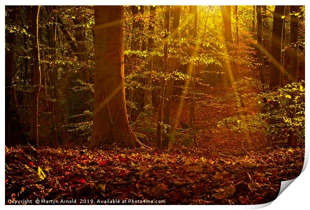 Autumn Woodland Sunshine Print by Martyn Arnold
