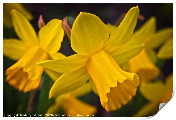 The Yellows of Spring Print by Martyn Arnold