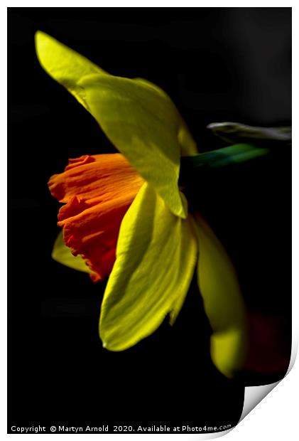 Daffodil (Narcissus) Study Print by Martyn Arnold