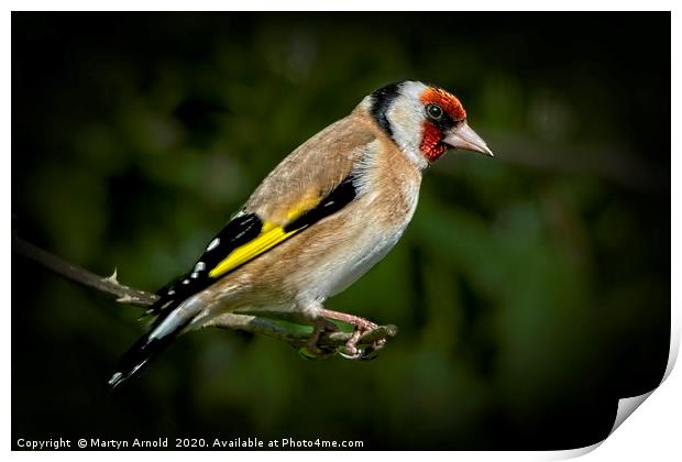 European Goldfinch  (Carduelis Carduelis) Print by Martyn Arnold
