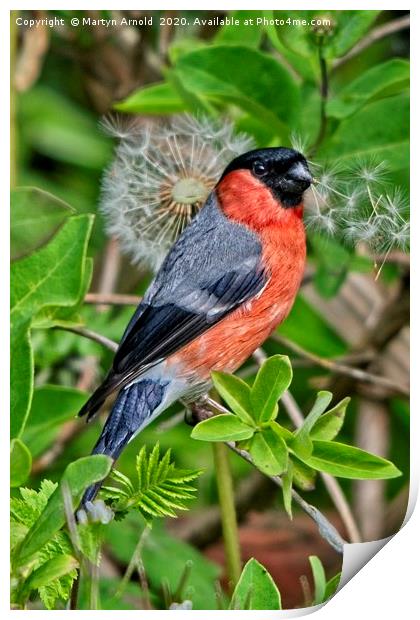 Bullfinch and Dandelion Print by Martyn Arnold