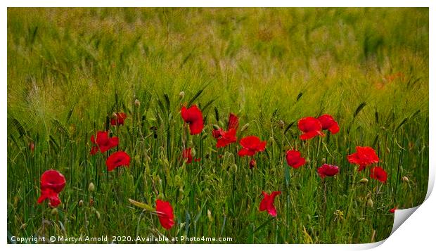 Poppies and Corn Print by Martyn Arnold