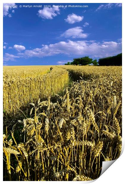 Amongst the Wheatfields Print by Martyn Arnold