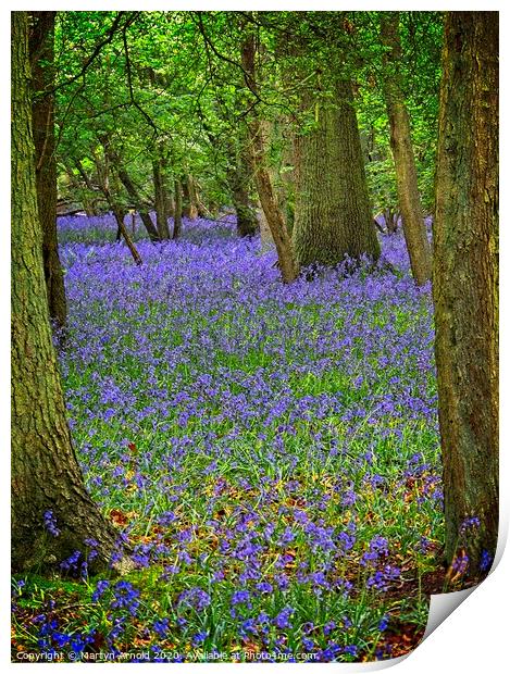 Signs of Hope - Bluebell Wood in Spring Print by Martyn Arnold