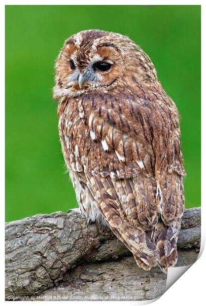Tawny Owl, British Birds of Prey Print by Martyn Arnold