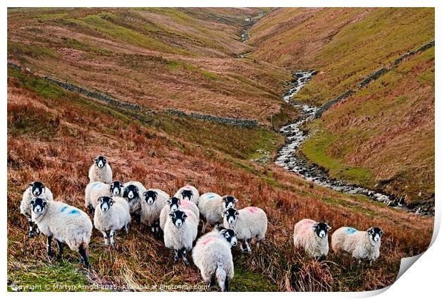 Swaledale Sheep in Weardale, North Pennines Landsc Print by Martyn Arnold