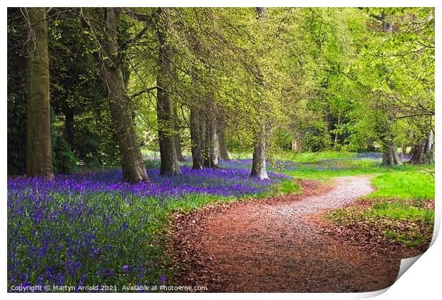 A Walk in the Spring Bluebell Wood Print by Martyn Arnold