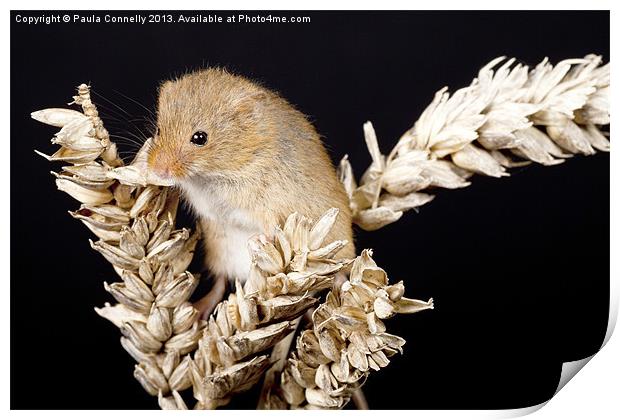 Harvest Mouse Print by Paula Connelly