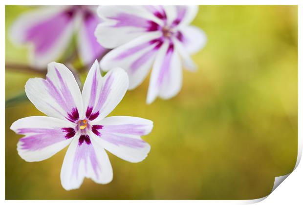 Phlox Flowers Print by Paula Connelly