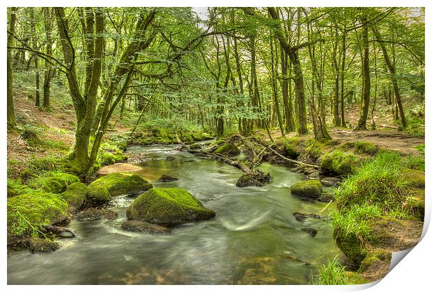 Woodland Stream Print by Paula Connelly