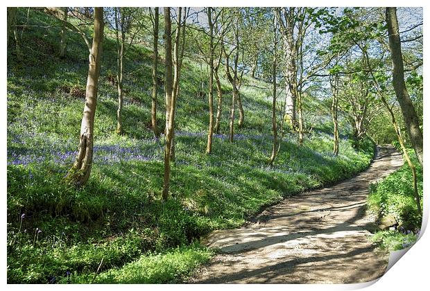 Country lane through a bluebell wood Print by Paula Connelly