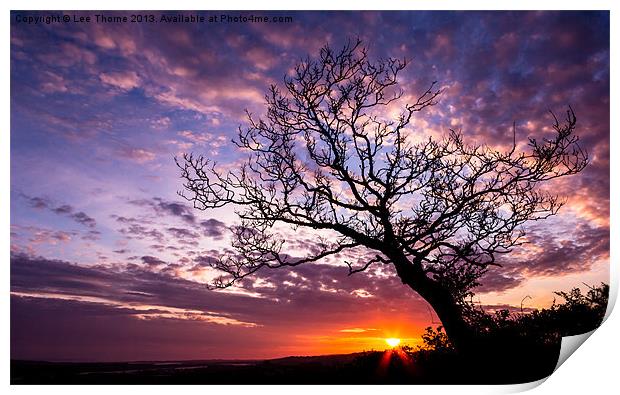 Oak Tree Sunset Print by Lee Thorne