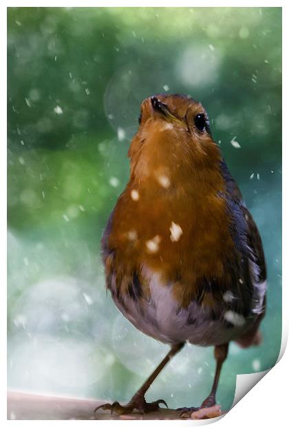 Winter Robin Print by James Cheesman