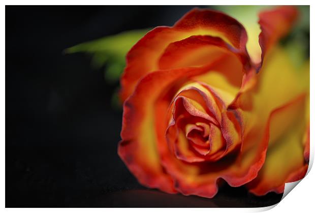 Rose on black satin Print by Jean Gill