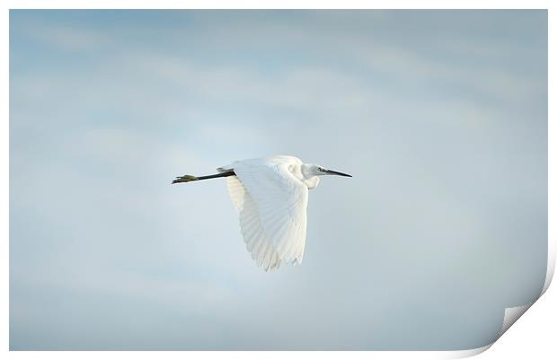 Egret in Flight Print by Jean Gill