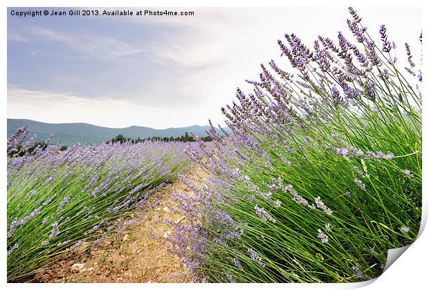 Provence lavender France Print by Jean Gill