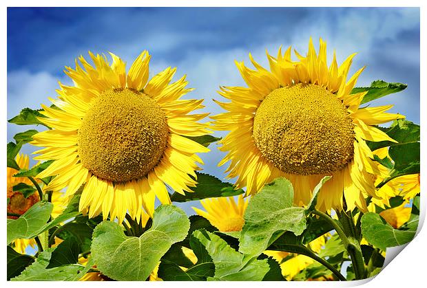 Happy Provencal sunflowers Print by Jean Gill