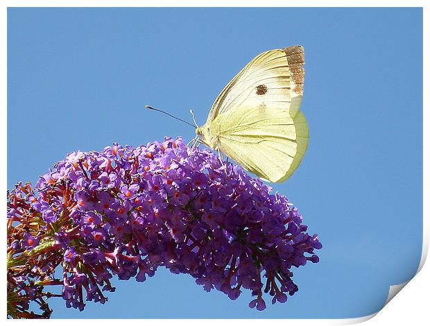 Large White Butterfly Print by Antoinette B